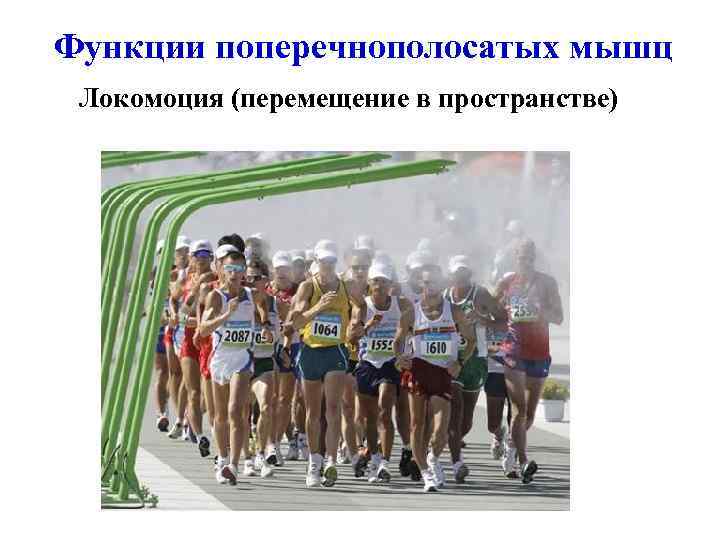 Функции поперечнополосатых мышц Локомоция (перемещение в пространстве) 
