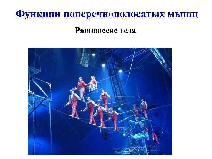 Функции поперечнополосатых мышц Равновесие тела 