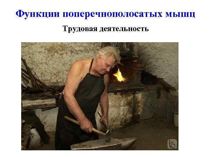 Функции поперечнополосатых мышц Трудовая деятельность 