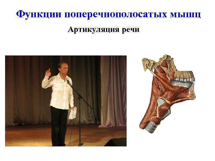 Функции поперечнополосатых мышц Артикуляция речи 