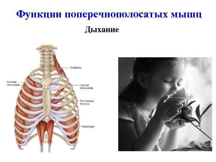 Функции поперечнополосатых мышц Дыхание 