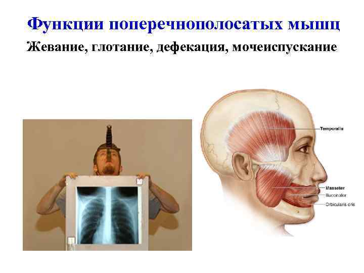 Функции поперечнополосатых мышц Жевание, глотание, дефекация, мочеиспускание 