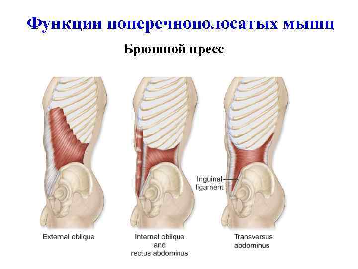 Функции поперечнополосатых мышц Брюшной пресс 