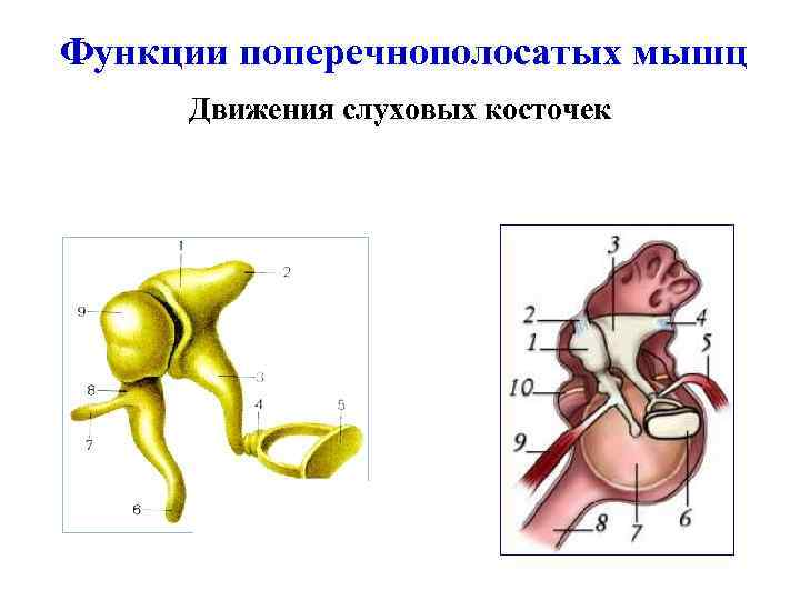 Функции поперечнополосатых мышц Движения слуховых косточек 