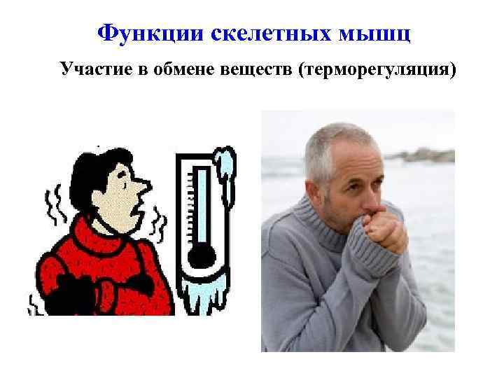 Функции скелетных мышц Участие в обмене веществ (терморегуляция) 