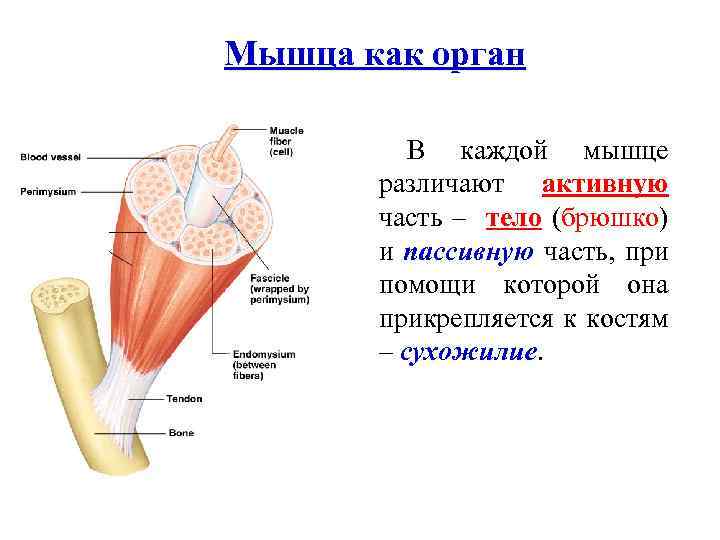 Мышца как орган В каждой мышце различают активную часть – тело (брюшко) и пассивную