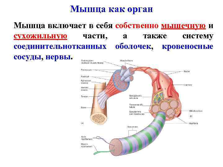 Мышечный орган