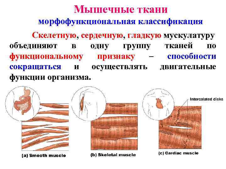 Группы тканей