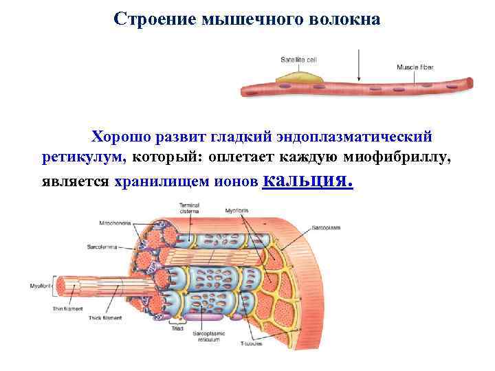 Строение мышечного волокна Хорошо развит гладкий эндоплазматический ретикулум, который: оплетает каждую миофибриллу, является хранилищем