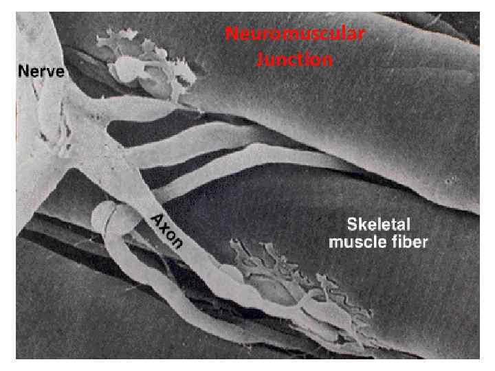 Neuromuscular Junction 