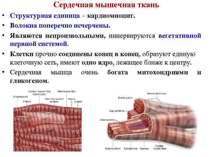 Сердечная мышечная ткань • Структурная единица – кардиомиоцит. • Волокна поперечно исчерчены. • Являются