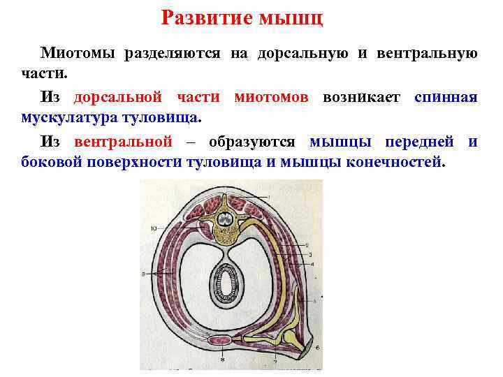 Развитие мышц Миотомы разделяются на дорсальную и вентральную части. Из дорсальной части миотомов возникает