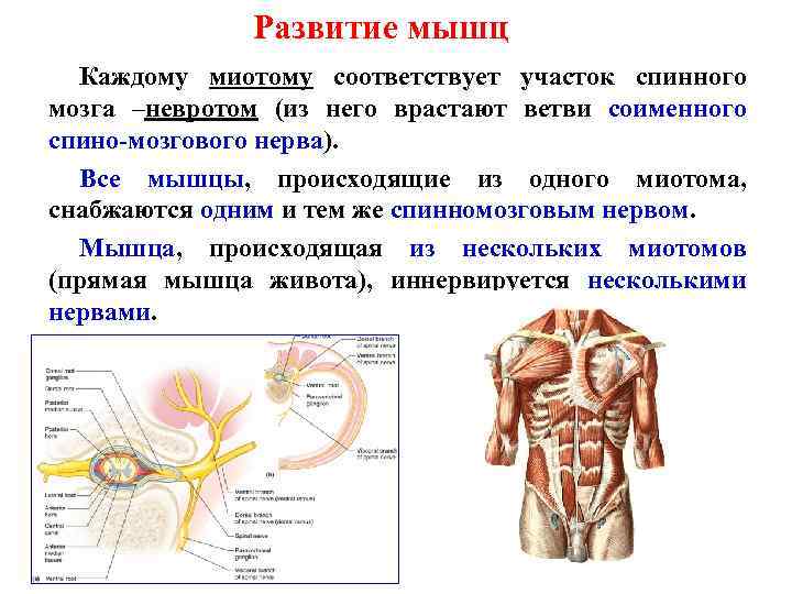 Развитие мышц Каждому миотому соответствует участок спинного мозга –невротом (из него врастают ветви соименного