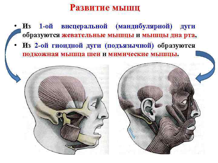 Развитие мышц • Из 1 -ой висцеральной (мандибулярной) дуги образуются жевательные мышцы и мышцы