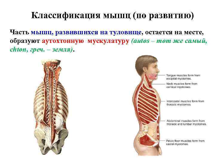 Классификация мышц (по развитию) Часть мышц, развившихся на туловище, остается на месте, образуют аутохтонную