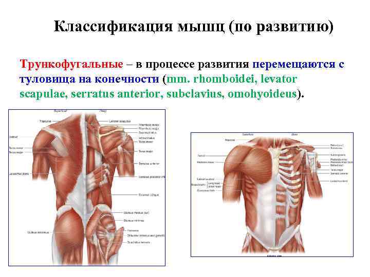 Классификация мышц (по развитию) Трункофугальные – в процессе развития перемещаются с туловища на конечности