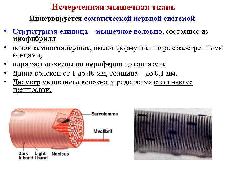 Исчерченная мышечная ткань Иннервируется соматической нервной системой. • Структурная единица – мышечное волокно, состоящее