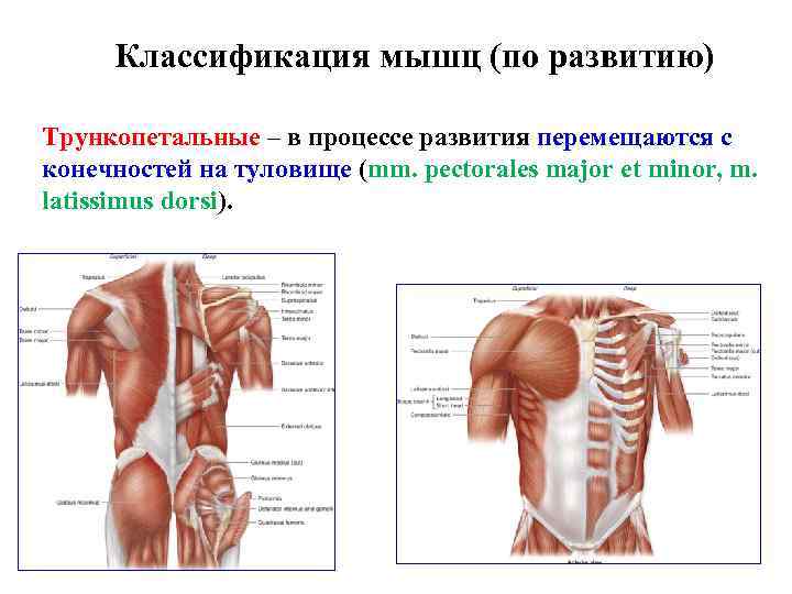 Классификация мышц (по развитию) Трункопетальные – в процессе развития перемещаются с конечностей на туловище