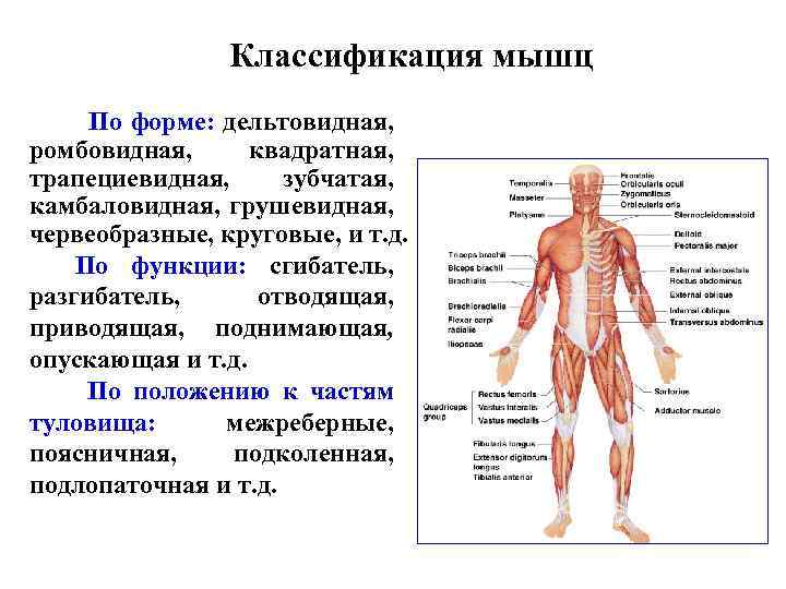 Классификация мышц По форме: дельтовидная, ромбовидная, квадратная, трапециевидная, зубчатая, камбаловидная, грушевидная, червеобразные, круговые, и