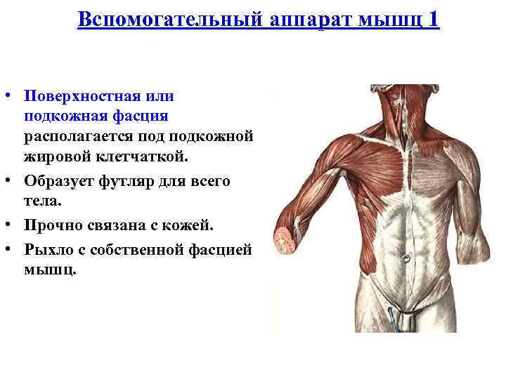 Вспомогательный аппарат мышц 1 • Поверхностная или подкожная фасция располагается подкожной жировой клетчаткой. •