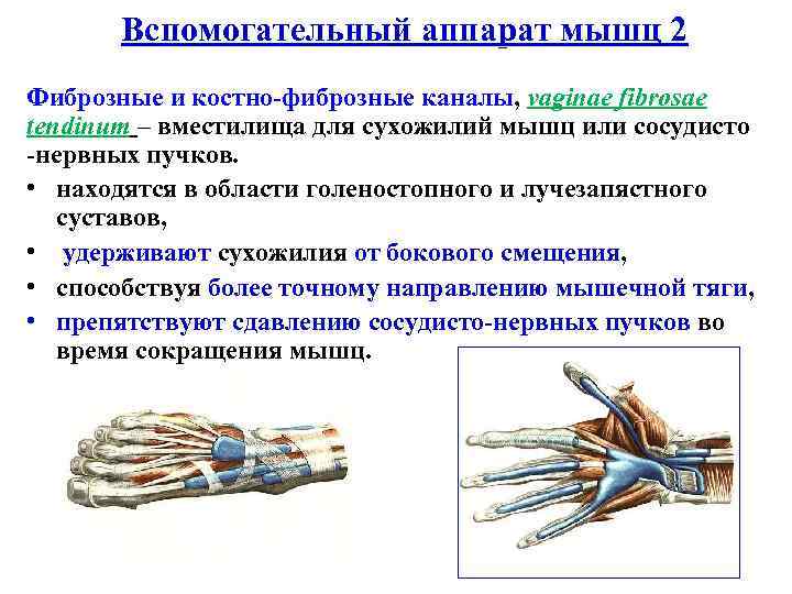 Вспомогательный аппарат мышц 2 Фиброзные и костно-фиброзные каналы, vaginae fibrosae tendinum – вместилища для