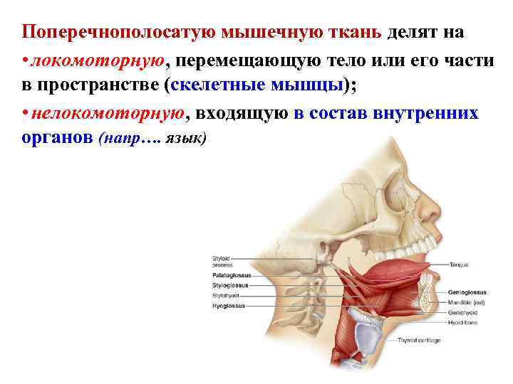 Поперечнополосатую мышечную ткань делят на • локомоторную, перемещающую тело или его части в пространстве