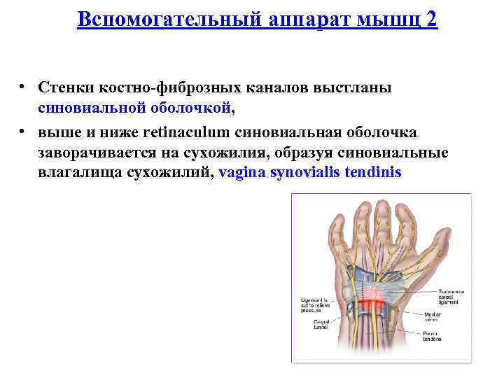 Вспомогательный аппарат мышц 2 • Стенки костно-фиброзных каналов выстланы синовиальной оболочкой, • выше и