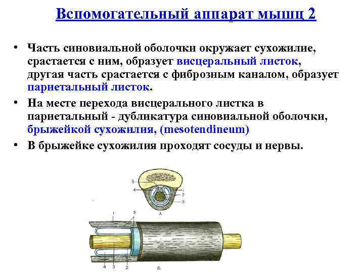 Вспомогательный аппарат мышц 2 • Часть синовиальной оболочки окружает сухожилие, срастается с ним, образует
