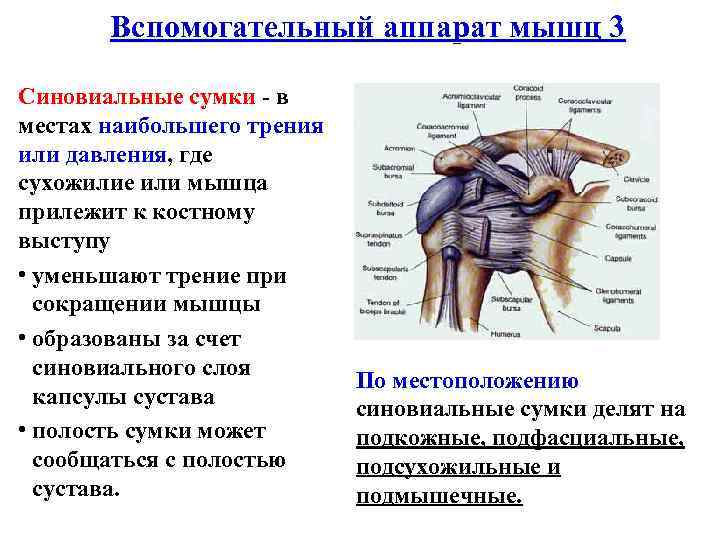 Вспомогательный аппарат мышц 3 Синовиальные сумки - в местах наибольшего трения или давления, где