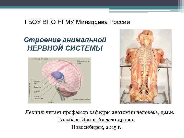 ГБОУ ВПО НГМУ Минздрава России Строение анимальной НЕРВНОЙ СИСТЕМЫ Лекцию читает профессор кафедры анатомии