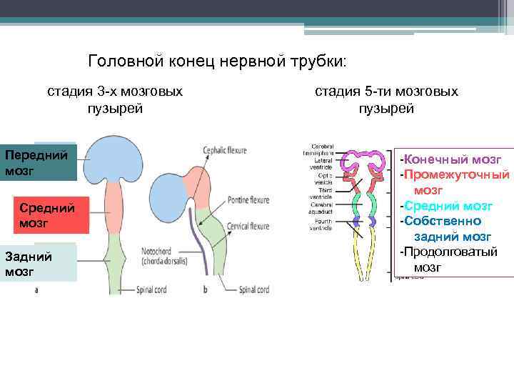 Головной конец нервной трубки: стадия 3 -х мозговых пузырей Передний мозг Средний мозг Задний