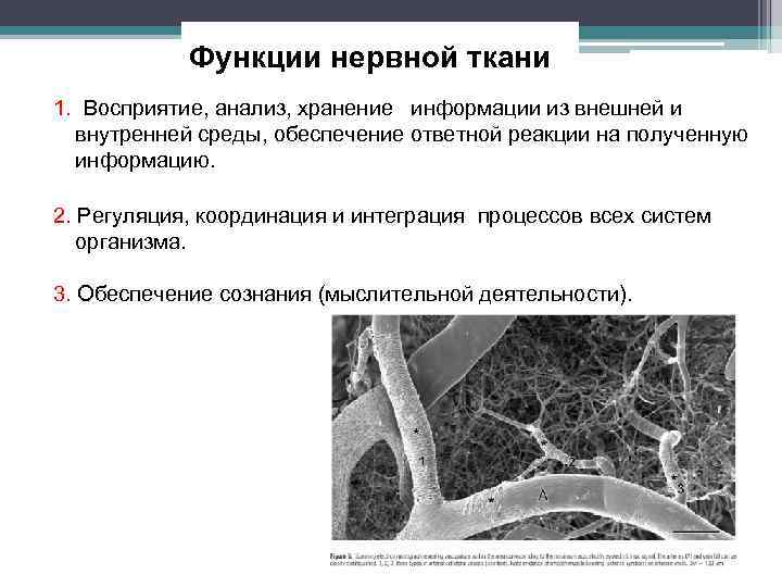 Функции нервной ткани 1. Восприятие, анализ, хранение информации из внешней и внутренней среды, обеспечение