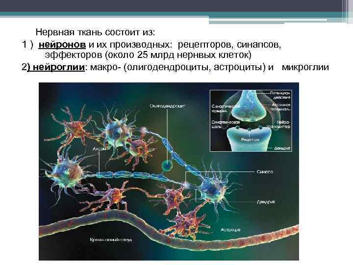 Нервная ткань состоит из: 1 ) нейронов и их производных: рецепторов, синапсов, эффекторов (около