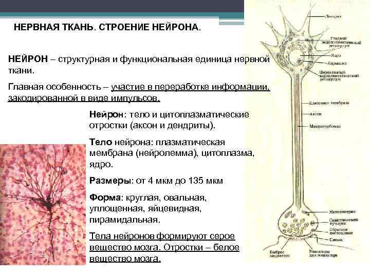 Ткани нервной системы фото