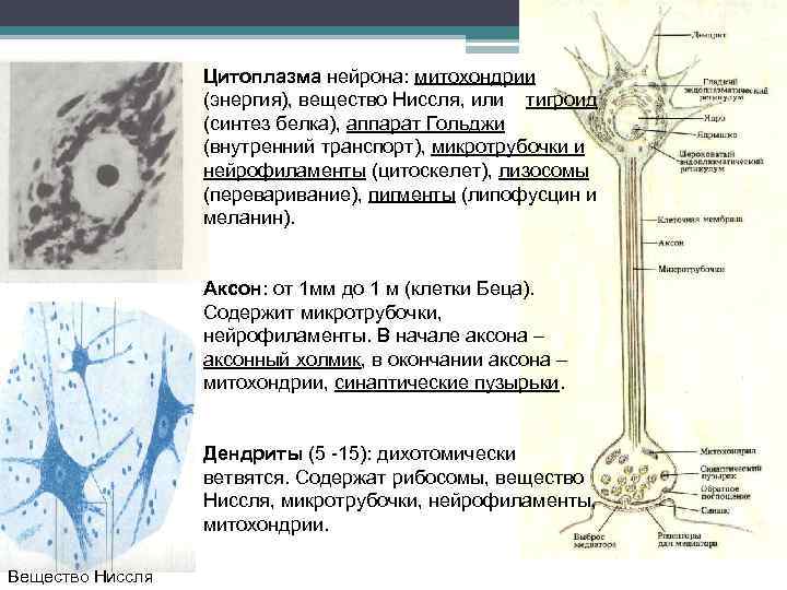 Цитоплазма нейрона: митохондрии (энергия), вещество Ниссля, или тигроид (синтез белка), аппарат Гольджи (внутренний транспорт),