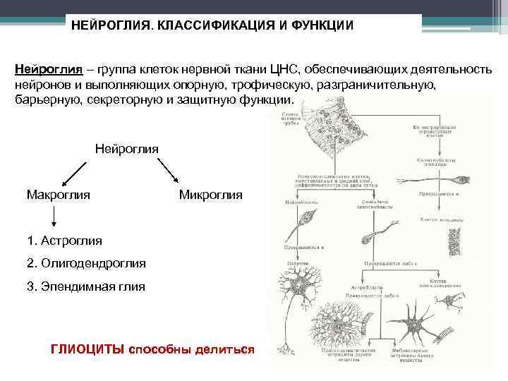 Определите разновидность нейроглии обозначенной стрелками на рисунке