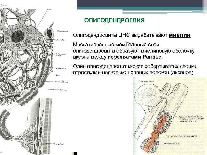 ОЛИГОДЕНДРОГЛИЯ Олигодендроциты ЦНС вырабатывают миелин Многочисленные мембранные слои олигодендроцита образуют миелиновую оболочку аксона между