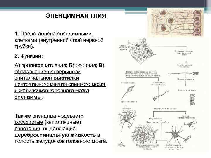 ЭПЕНДИМНАЯ ГЛИЯ 1. Представлена эпендимными клетками (внутренний слой нервной трубки). 2. Функции: А) пролиферативная;