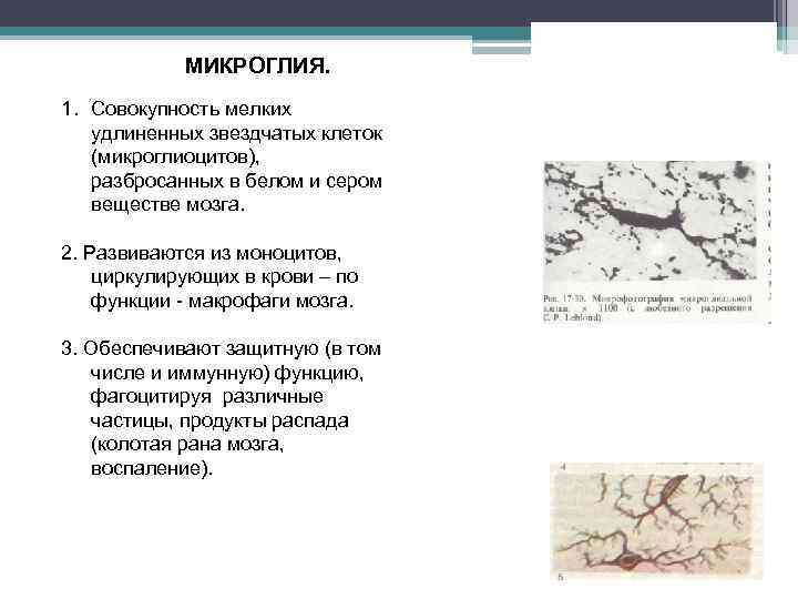 МИКРОГЛИЯ. 1. Совокупность мелких удлиненных звездчатых клеток (микроглиоцитов), разбросанных в белом и сером веществе