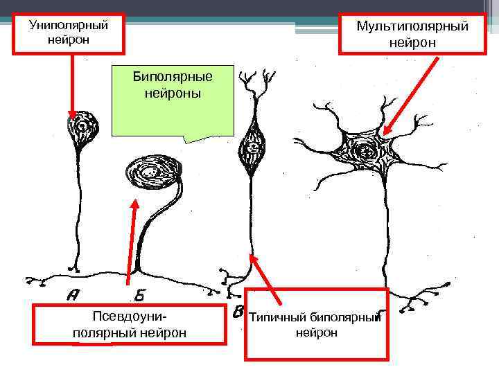 Униполярный нейрон Мультиполярный нейрон Биполярные нейроны Псевдоуниполярный нейрон Типичный биполярный нейрон 