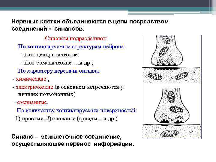Нервные клетки объединяются в цепи посредством соединений - синапсов. Синапсы подразделяют: По контактируемым структурам