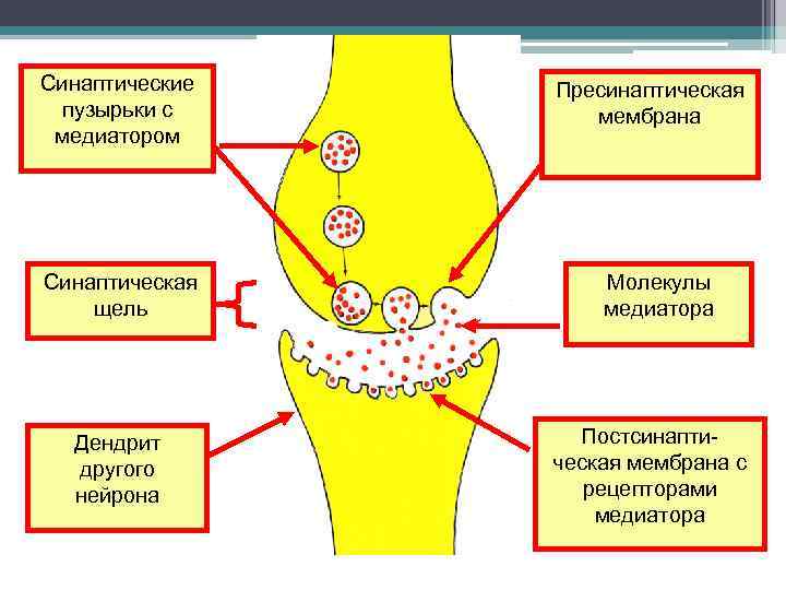 Синаптические пузырьки с медиатором Синаптическая щель Дендрит другого нейрона Пресинаптическая мембрана Молекулы медиатора Постсинаптическая
