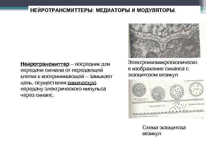 НЕЙРОТРАНСМИТТЕРЫ: МЕДИАТОРЫ И МОДУЛЯТОРЫ. Нейротрансмиттер – посредник для передачи сигнала от передающей клетки к