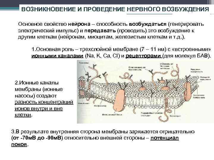 ВОЗНИКНОВЕНИЕ И ПРОВЕДЕНИЕ НЕРВНОГО ВОЗБУЖДЕНИЯ Основное свойство нейрона – способность возбуждаться (генерировать электрический импульс)