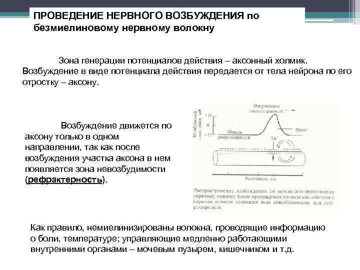 ПРОВЕДЕНИЕ НЕРВНОГО ВОЗБУЖДЕНИЯ по безмиелиновому нервному волокну Зона генерации потенциалов действия – аксонный холмик.