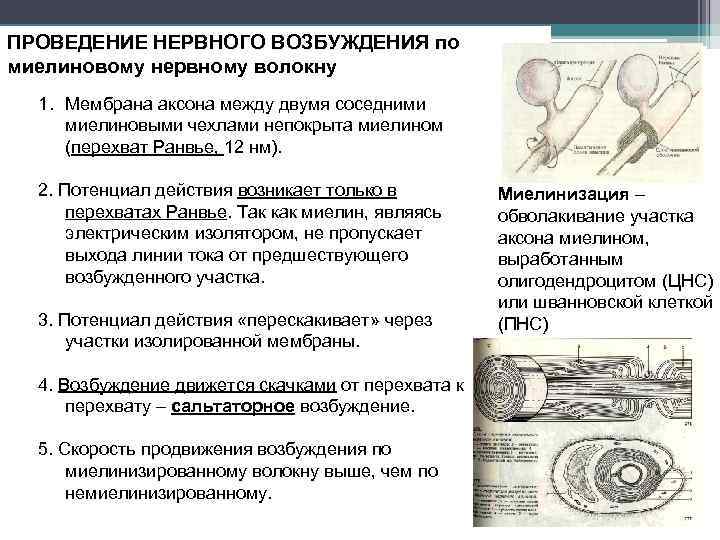 ПРОВЕДЕНИЕ НЕРВНОГО ВОЗБУЖДЕНИЯ по миелиновому нервному волокну 1. Мембрана аксона между двумя соседними миелиновыми