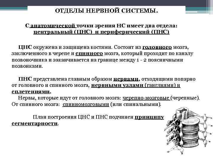 ОТДЕЛЫ НЕРВНОЙ СИСТЕМЫ. С анатомической точки зрения НС имеет два отдела: центральный (ЦНС) и