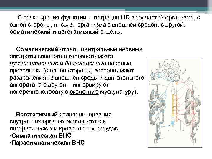 С точки зрения функции интеграции НС всех частей организма, с одной стороны, и связи