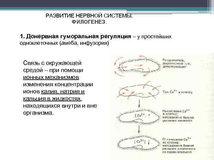 РАЗВИТИЕ НЕРВНОЙ СИСТЕМЫ. ФИЛОГЕНЕЗ. 1. Донервная гуморальная регуляция – у простейших одноклеточных (амеба, инфузория)