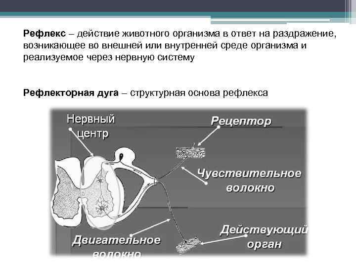 Рефлекс – действие животного организма в ответ на раздражение, возникающее во внешней или внутренней